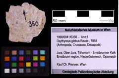 Foto (Objekt + Etiketten) von Oxythyreus gibbus (Reuss, 1858) (NHMW-GEO-1990-0041-0350)